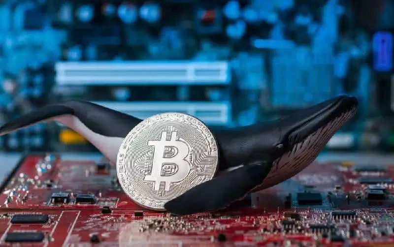 Bitcoin İçin Boğa Koşusu mu?